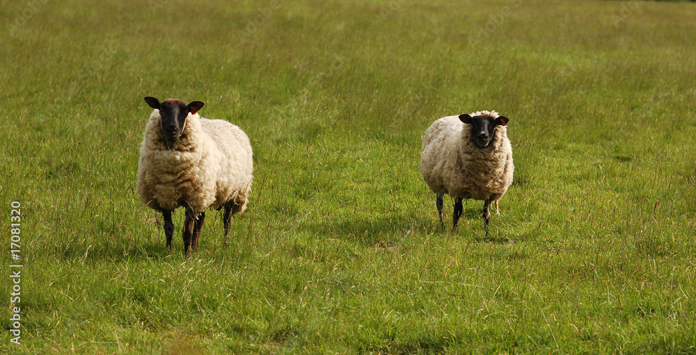 moutons moutons