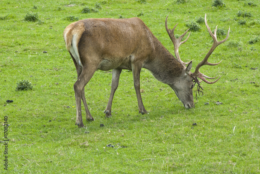 Red Deer Red Deer