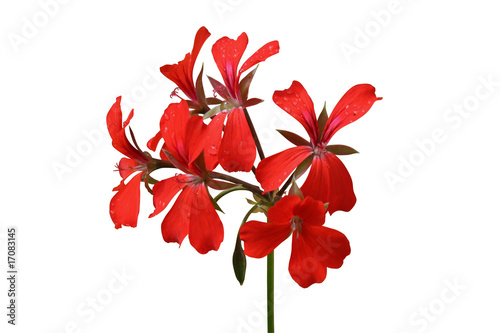 fleur de géranium rouge
