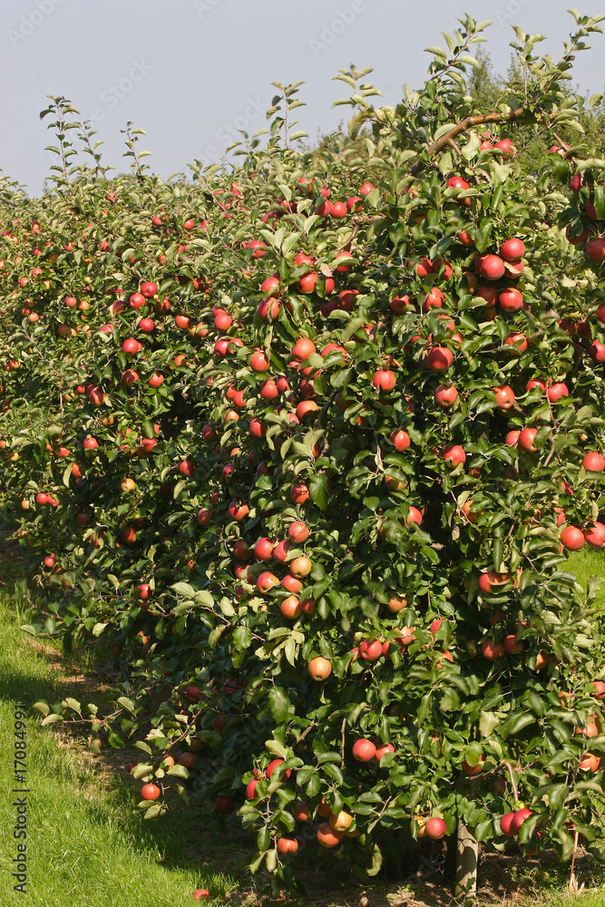 Red apples on a tree in the region of 