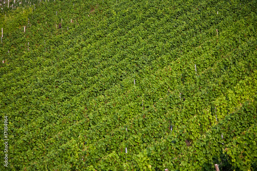 Blick auf grüne Weinberge an der Mosel in Trittenheim