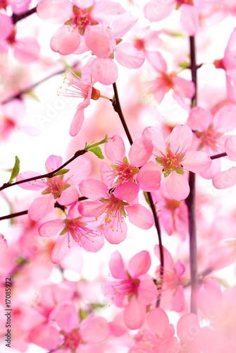 Beautiful Pink Flower Blossom on White