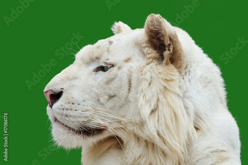 white tiger profile