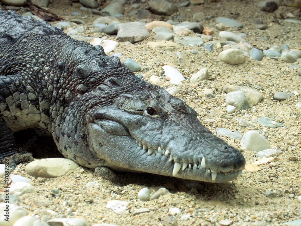 Obraz premium Krokodyl
