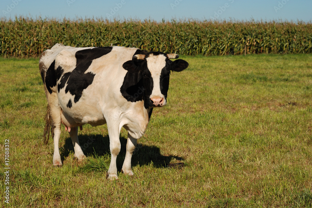 Cow Cow