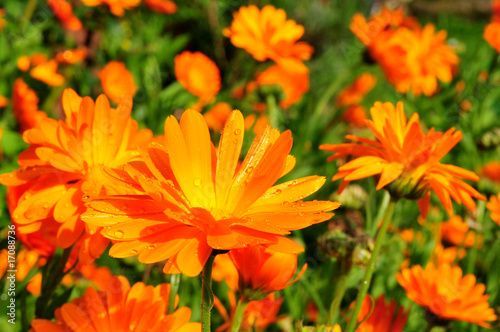 Blume Ringelblume orange