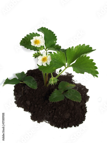 Strawberry plant with flowers over white