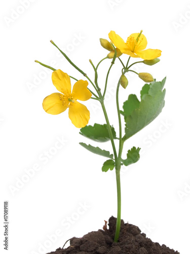 Chelidonium majus with flowers over white
