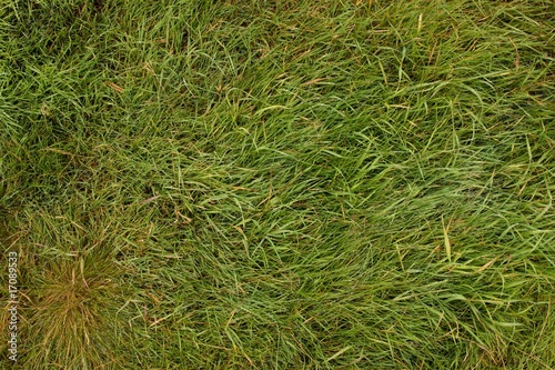 Gras