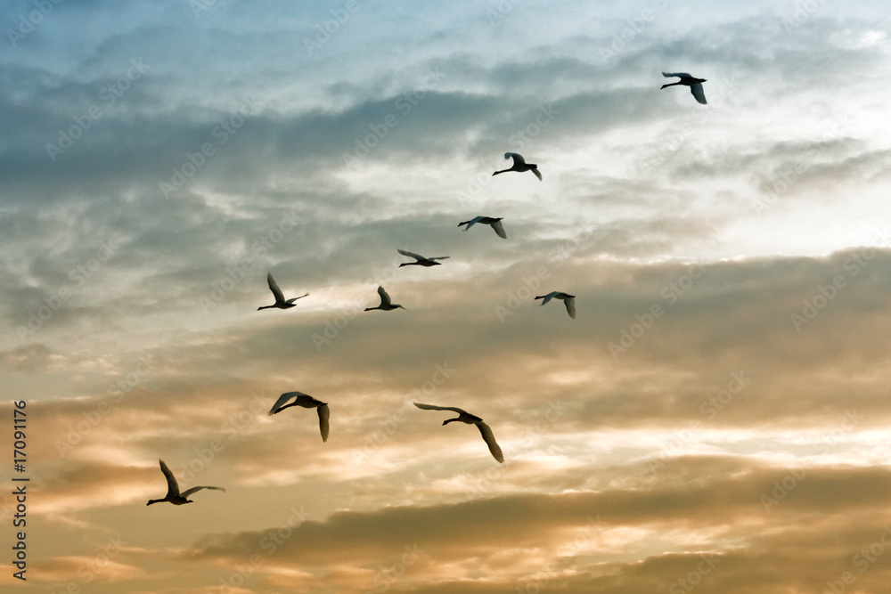 Fototapeta premium Swans flying on the sunset