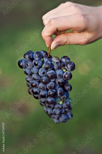 organic red grape