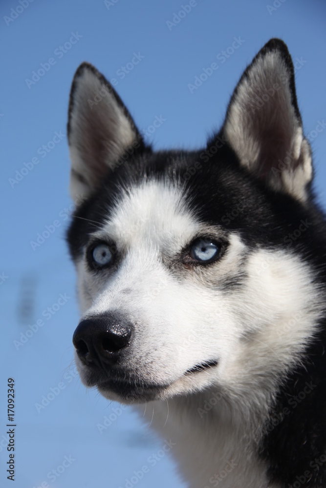 Husky Husky