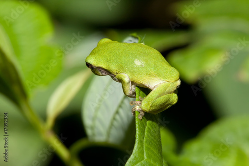 Cope's Gray Tree frog