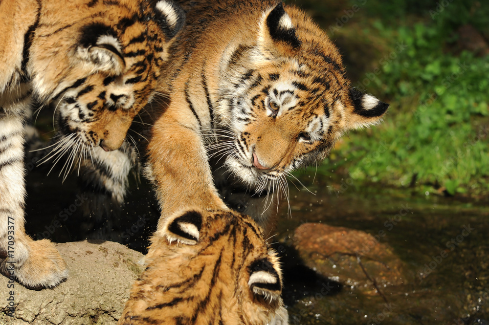 Obraz premium Zoo 92