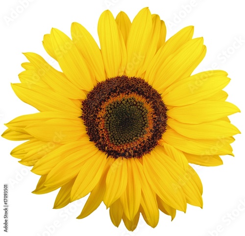 Fototapeta Naklejka Na Ścianę i Meble -  beautiful yellow sunflower on white