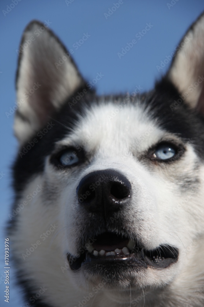 Husky