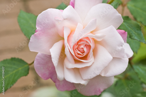 Soft pink rose in the garden