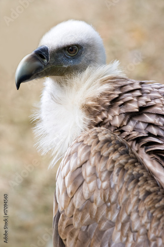 Portrait of Griffon vulture in side angle view