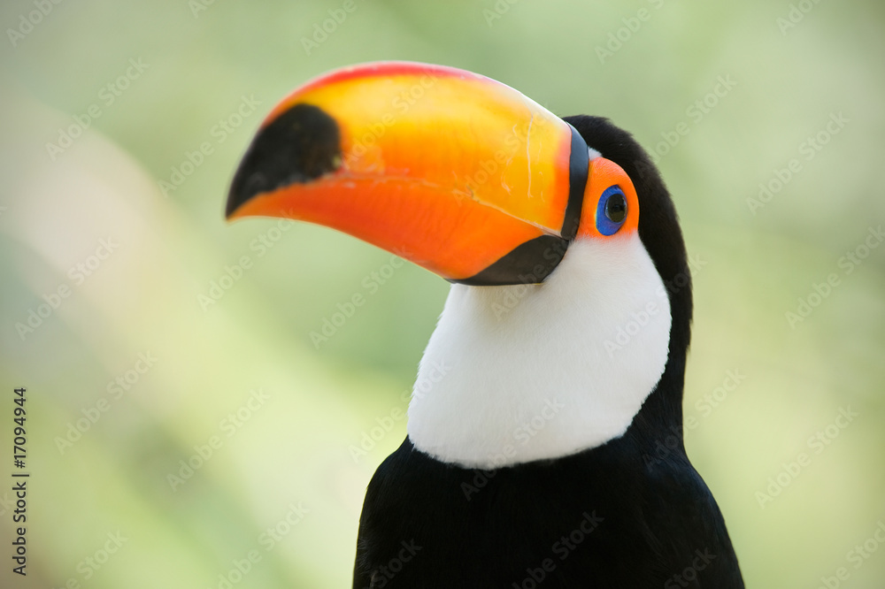 Head close-up of a Toco Toucan (Ramphastos toco) Head close-up of a Toco Toucan (Ramphastos toco)