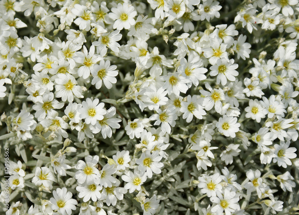 camomiles camomiles