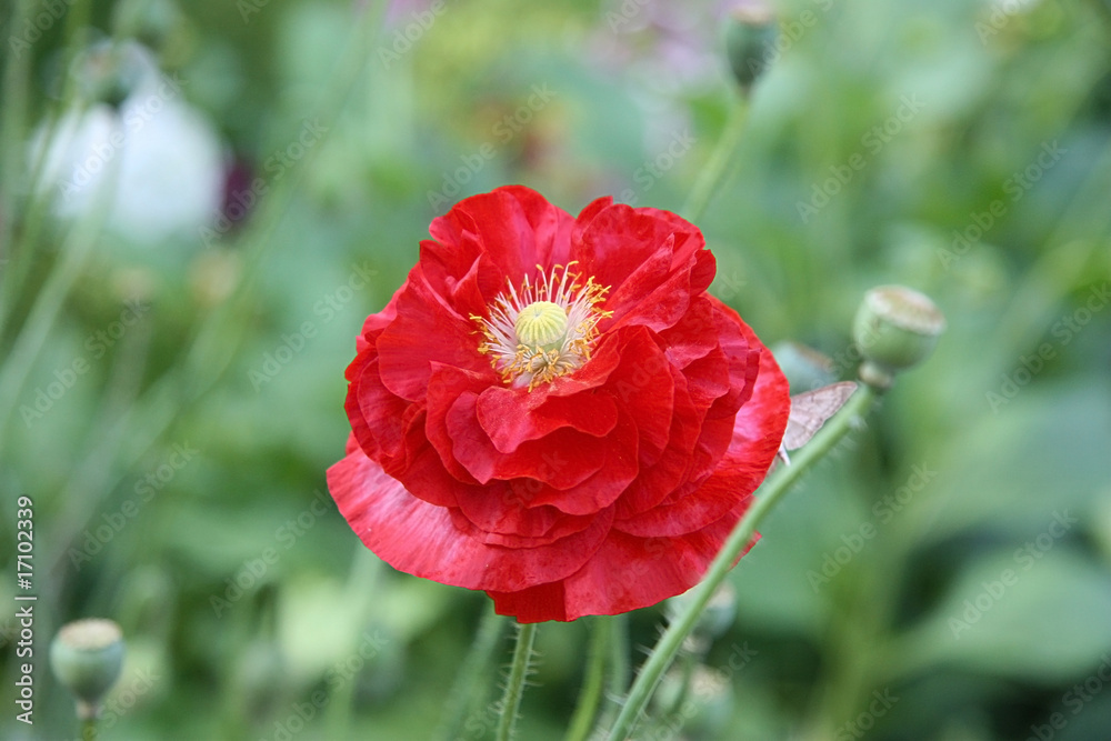 Mohn