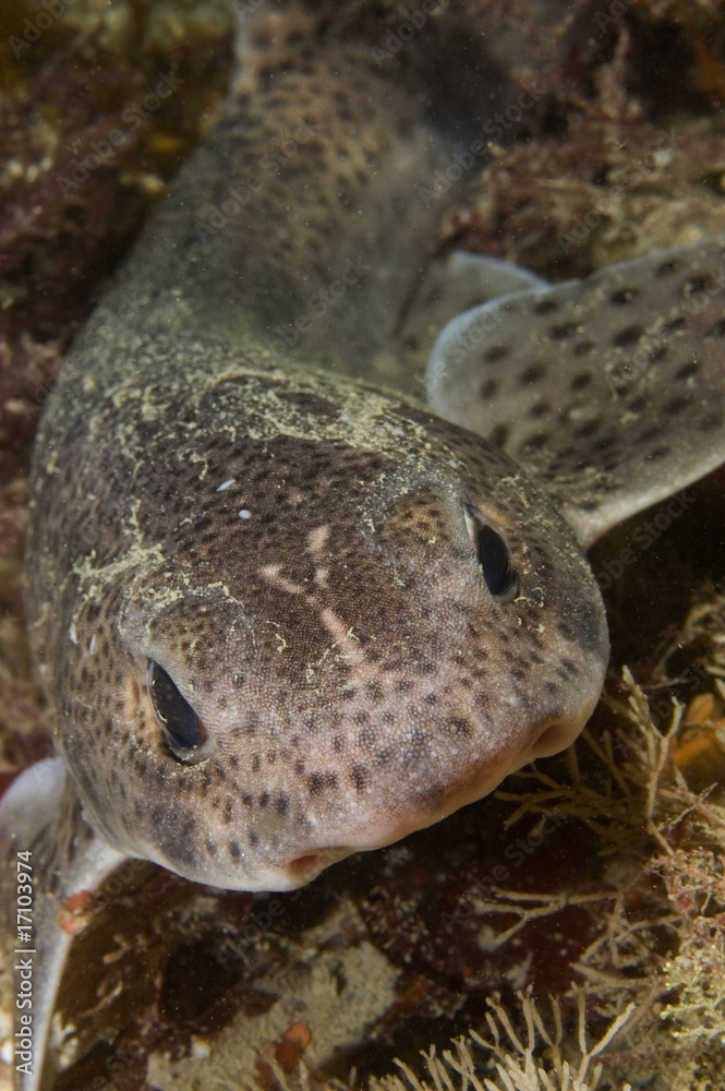 Fototapeta premium Lesser Spotted Dogfish