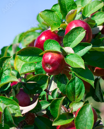 Ripe Apples Still on the Branch photo