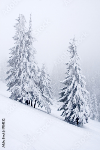 Snowy pines © Melinda Nagy