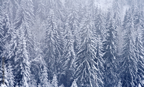 Snowy pines