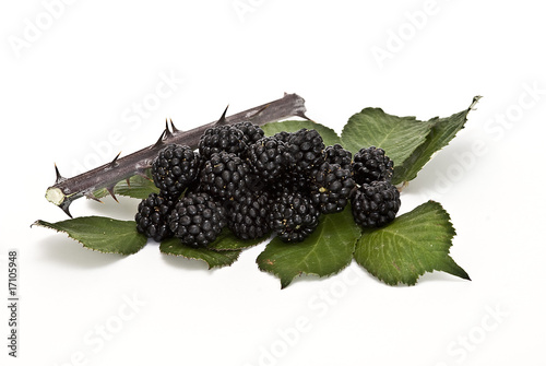 Moras y espinas. photo