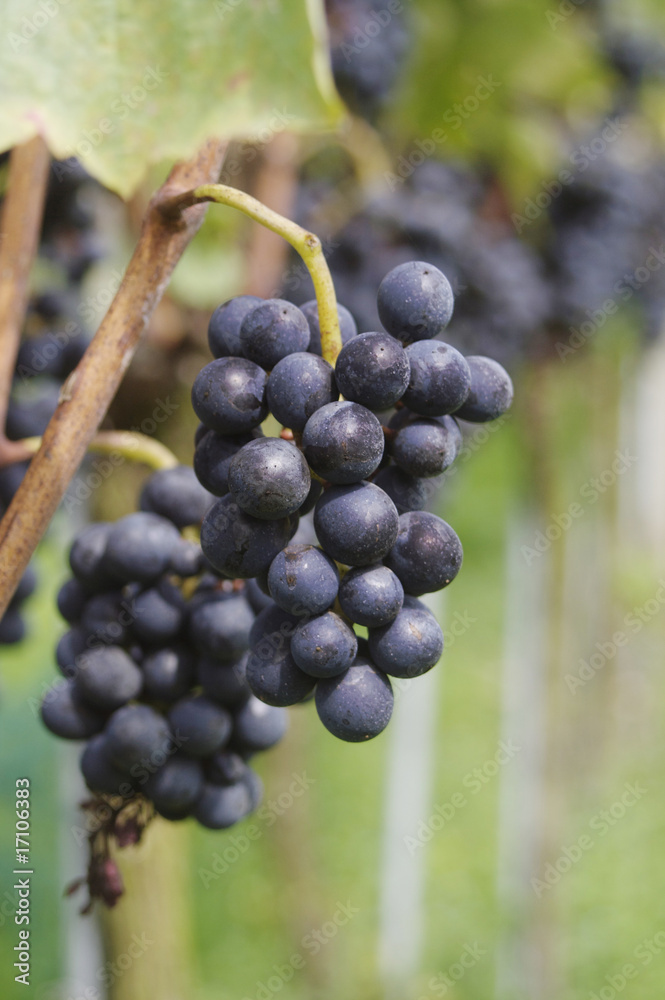 Roter Wein Roter Wein