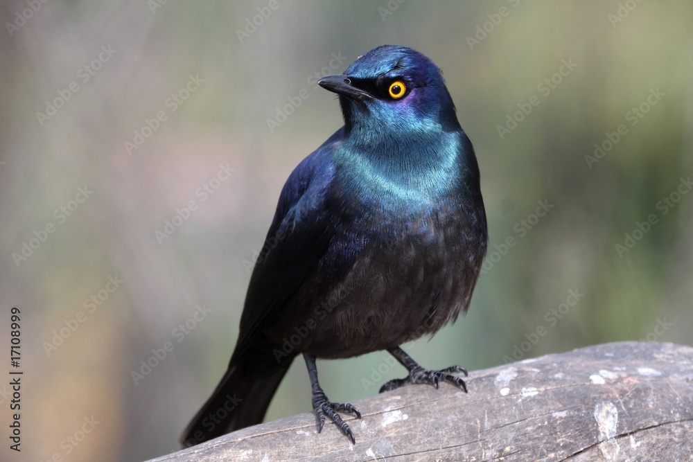 Fototapeta premium Glossy Starling Bird