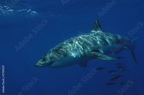 Great white shark © Davidpstephens