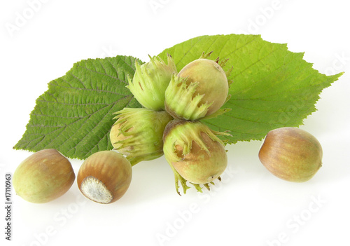 wild hazelnuts photo