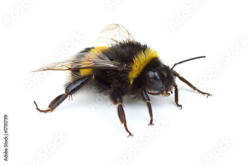 Fotografia, Obraz Crawling bumblebee
