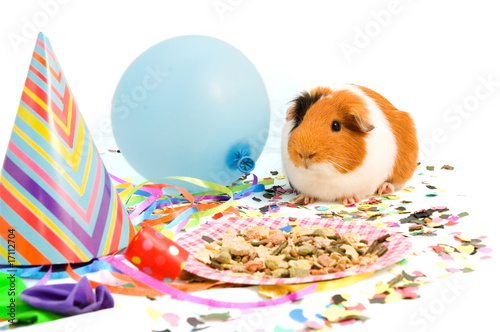 guinea pig is celebrating his birthday