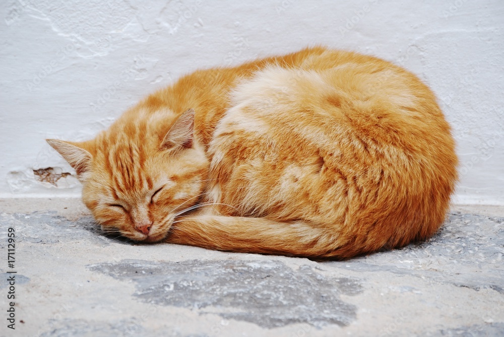 Fototapeta premium gatto