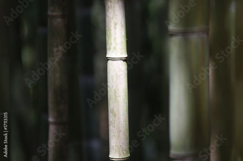 Canne di bamb  