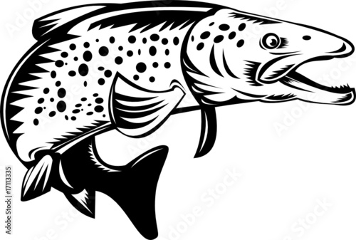 Spotted or speckled  trout jumping