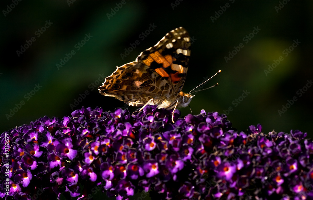 Fototapeta premium Painted lady on butterfly bush in summer
