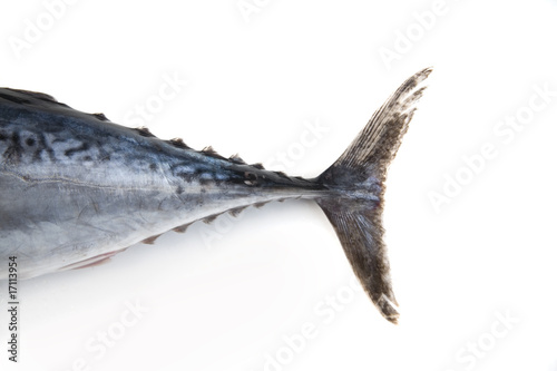 tuna fish tail