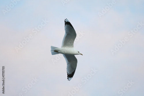 Gull Two