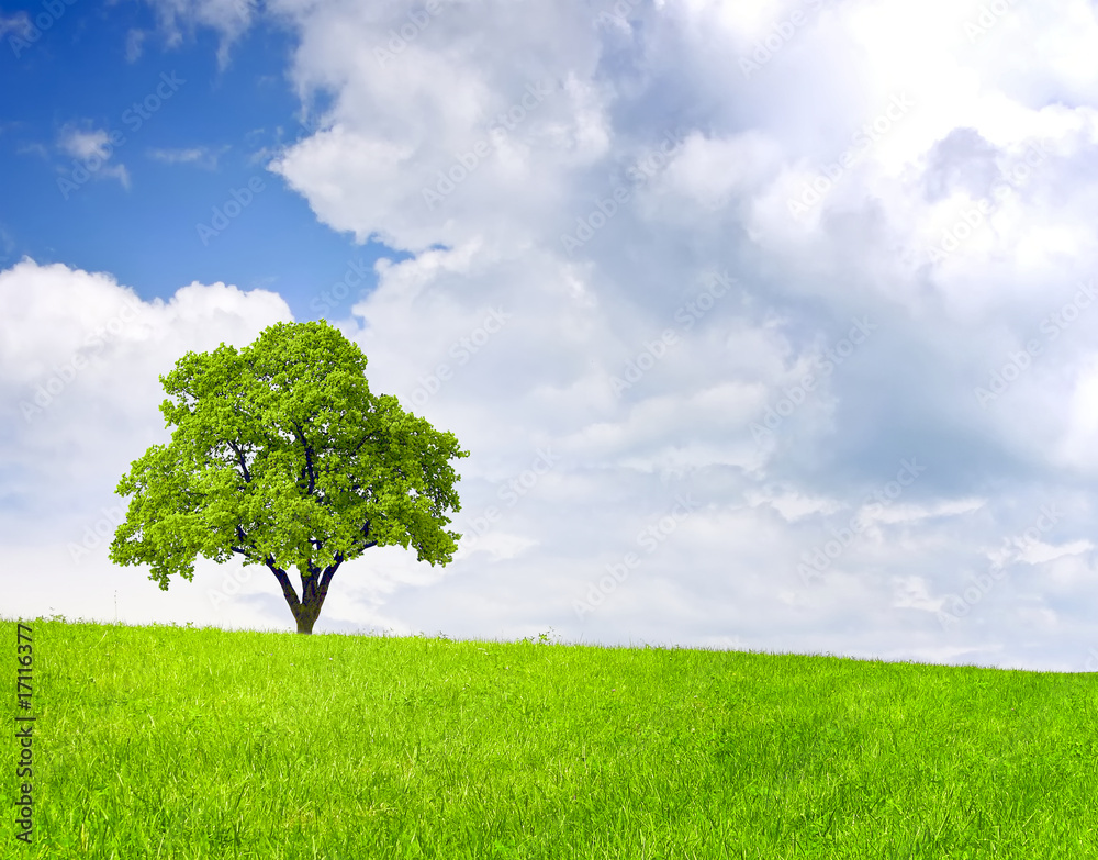 Green tree Green tree