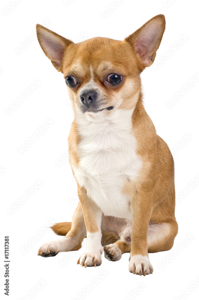 red chihuahua sitting isolated