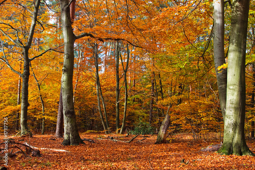 Autumn forest at sunset