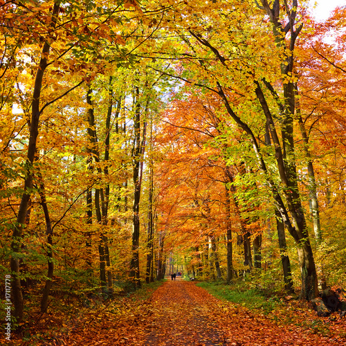 Walking through autumn park, Frankfurt © sborisov