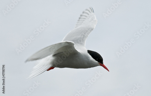 Antarctic Tern