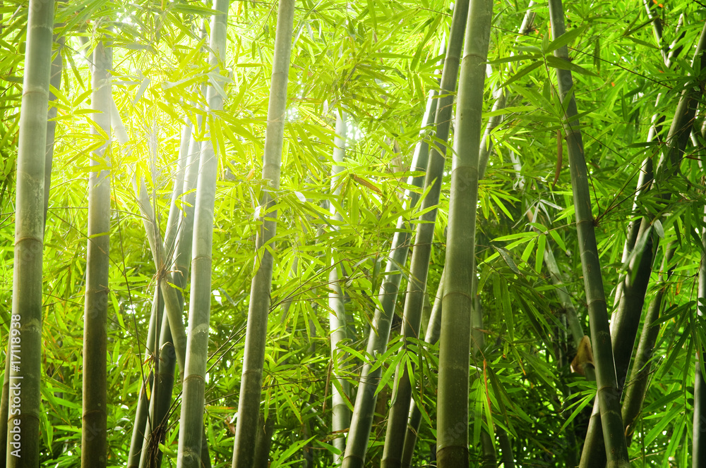 Fototapeta premium bambusowy las z promieniem świateł
