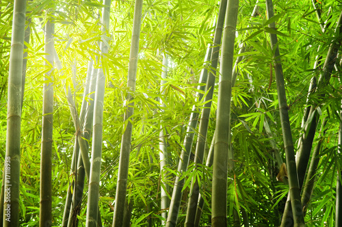Wallpaper Mural bamboo forest with ray of lights