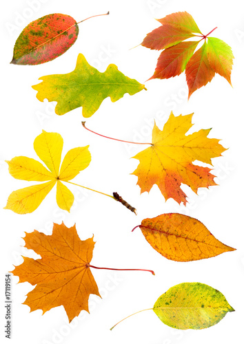 Collage from different autumn leaves